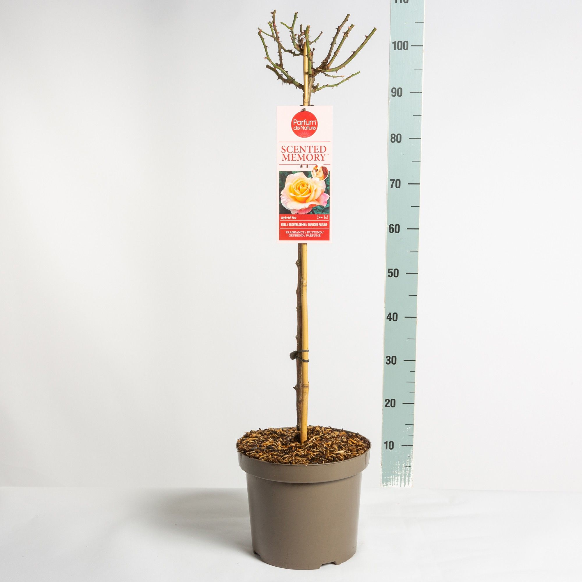 Parfum de Nature Scented Memory ®, stam 70, C7.5, D 26 cm