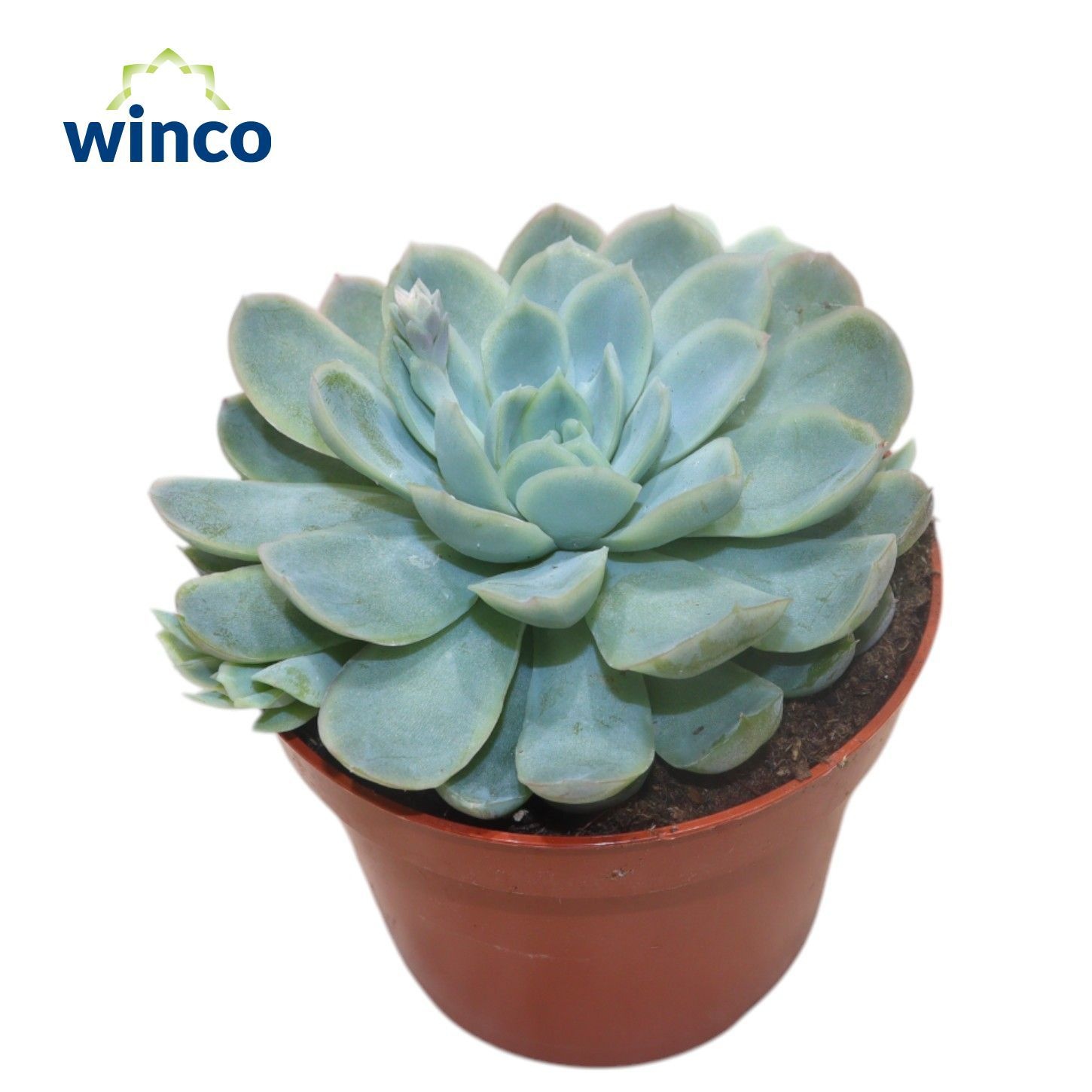 Echeveria Zonnestraal, D 10,5