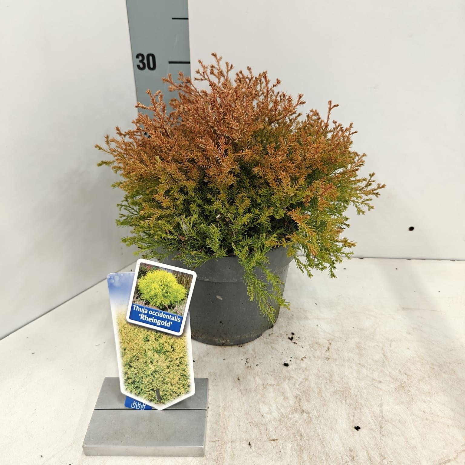 Thuja occ. 'Rheingold', D 19