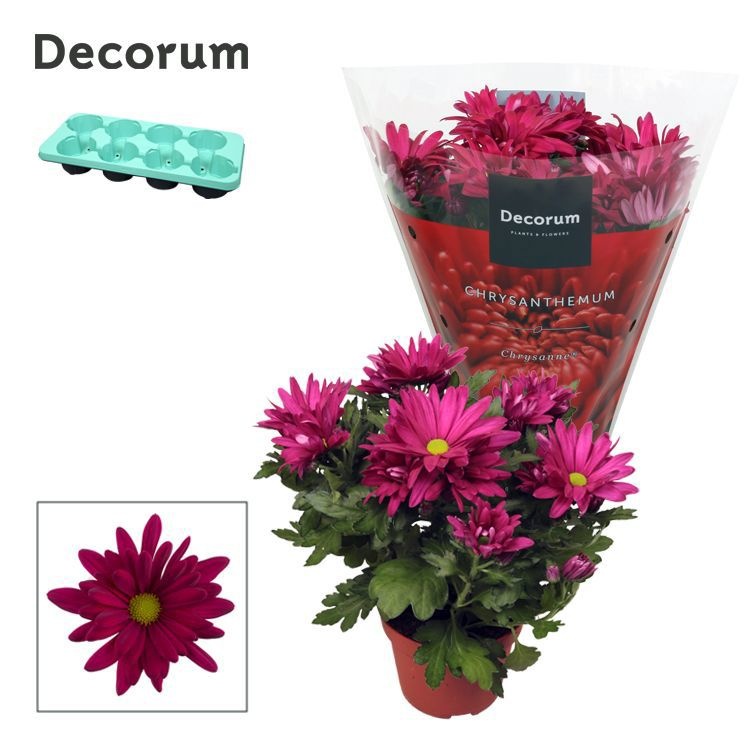 Chrysanne® Margarita Purple, D 13