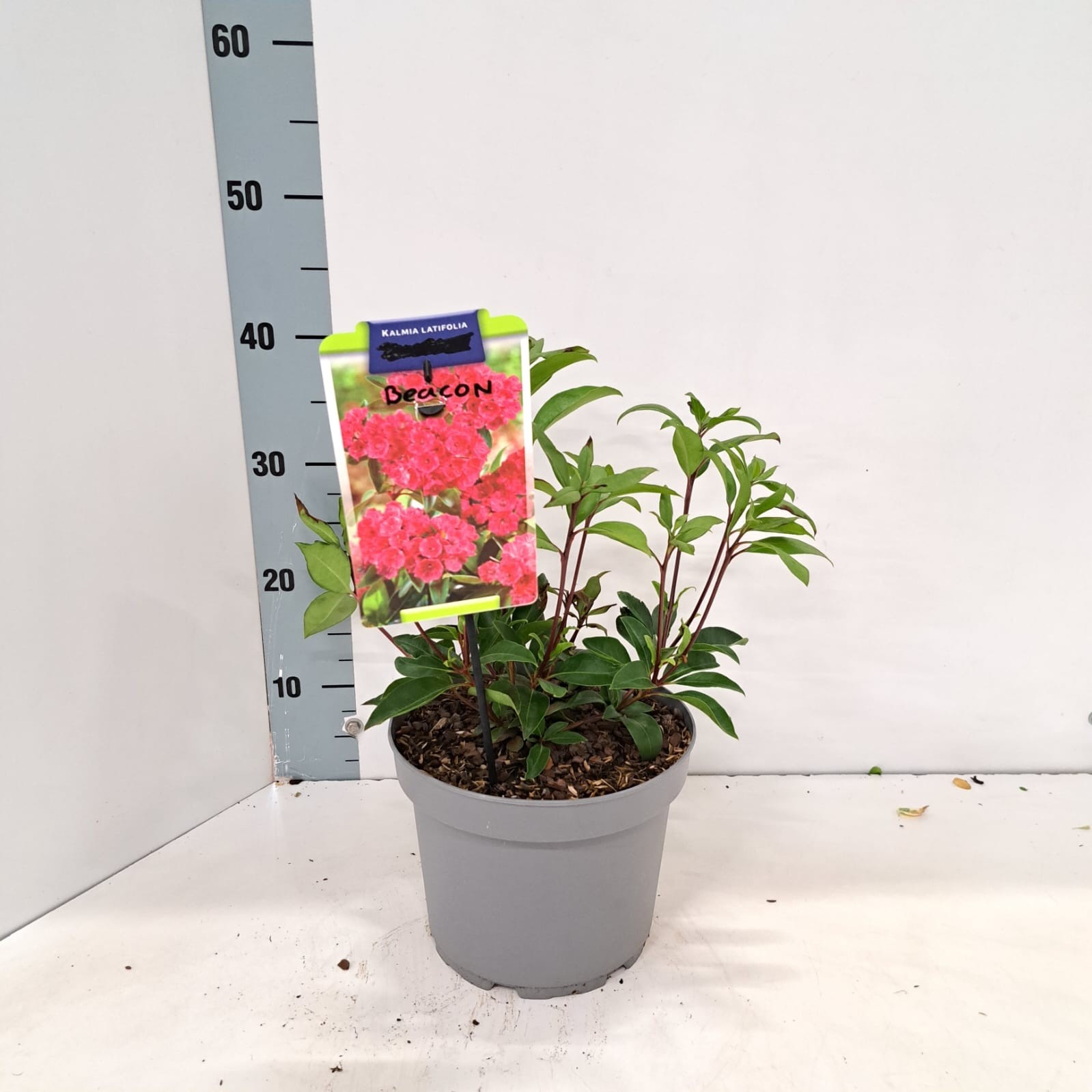 Kalmia lat. 'Beacon', D 21