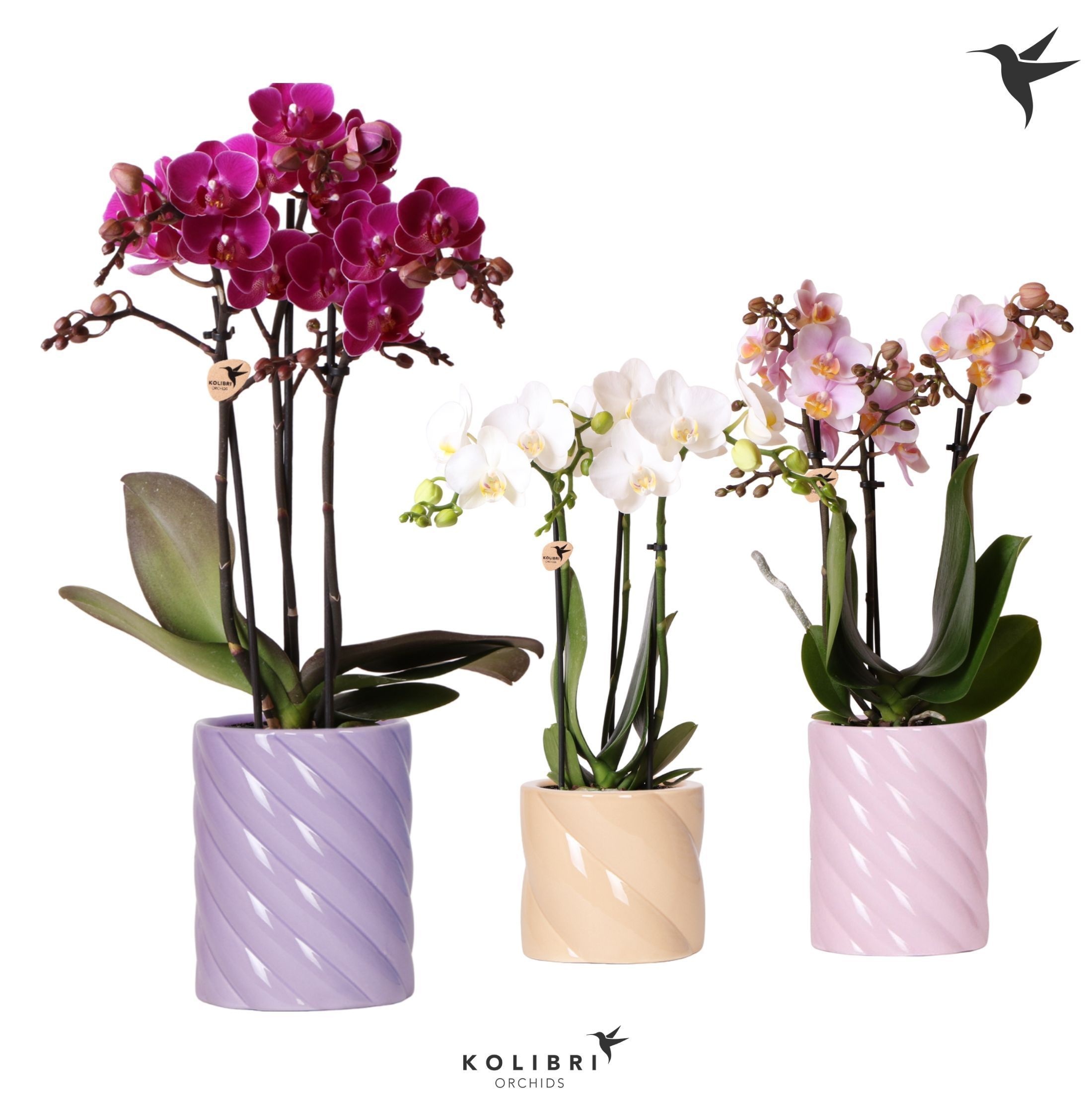 Kolibri Orchids Phalaenopsis mix 3 spike in Candy pot pink mix, D 9