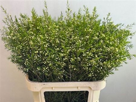 Шамелациум Офир 80, шт.