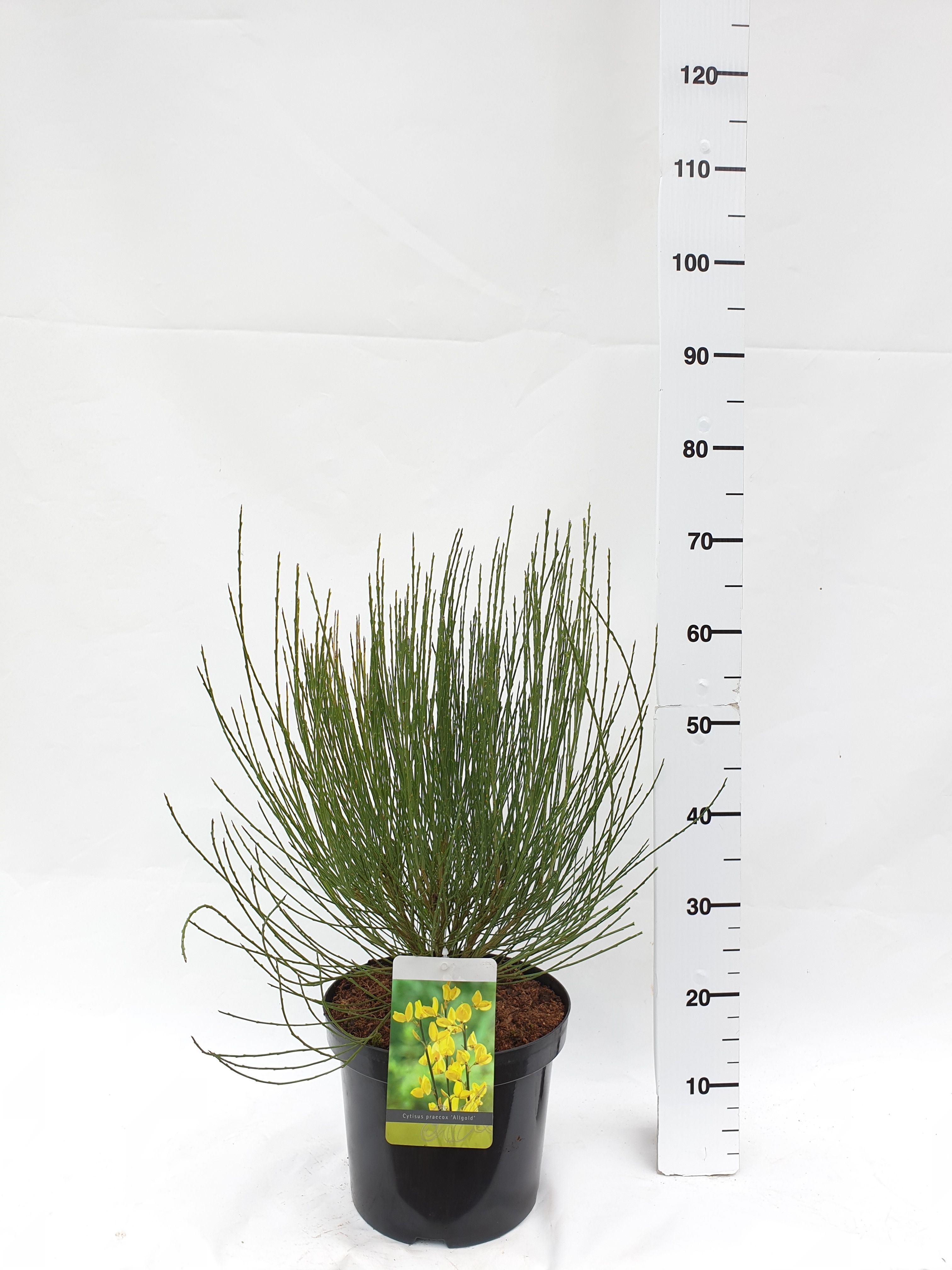 Cytisus Praecox Grp 'Allgold', D 26