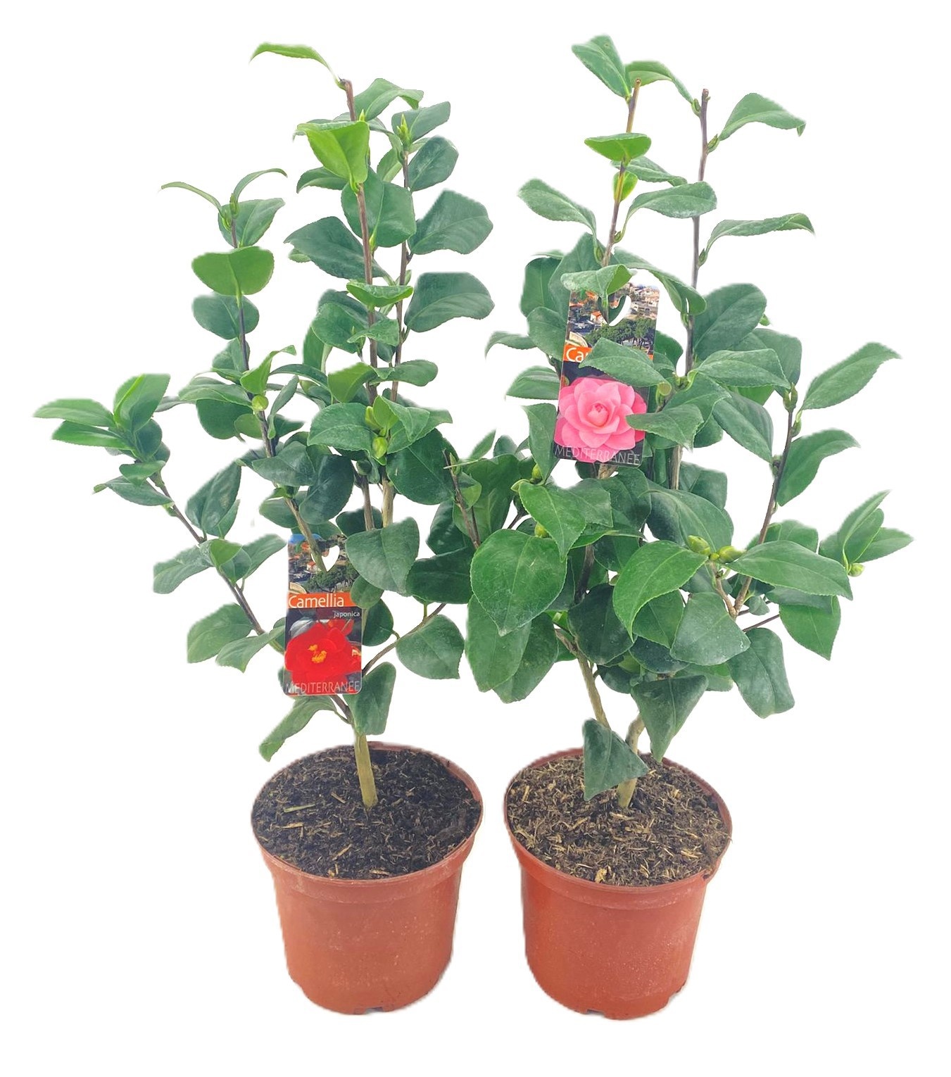 Camellia japonica, D 19