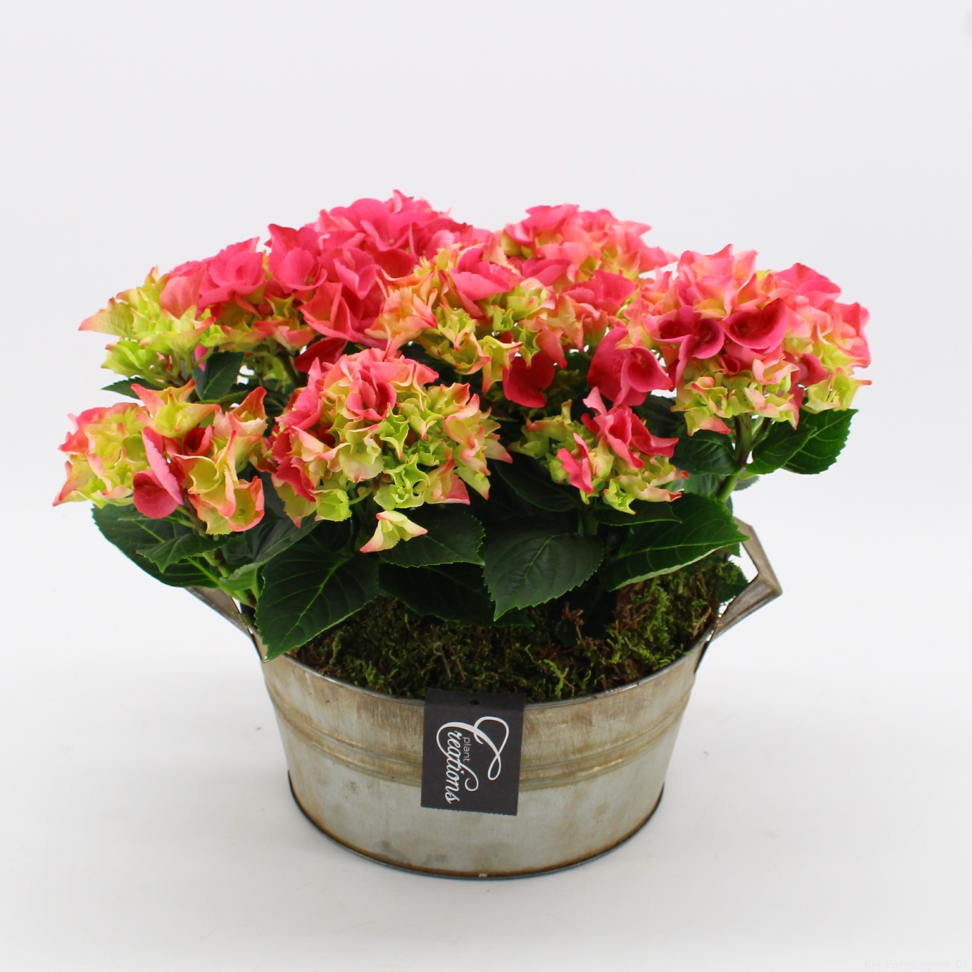 KHCR-2614RZ Hydrangea creations, D 23