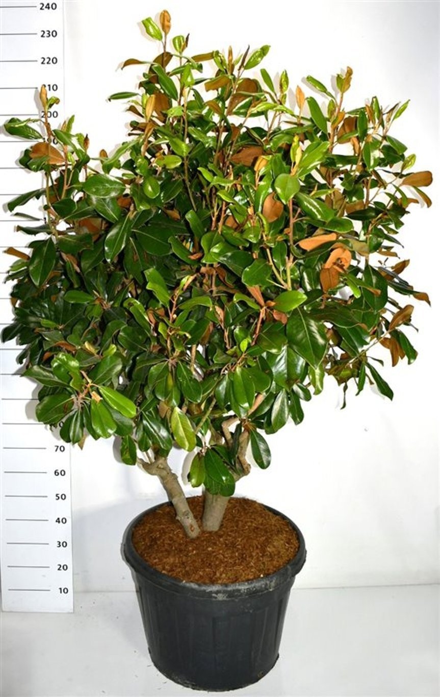 Magnolia grand. 'Goliath', D 60