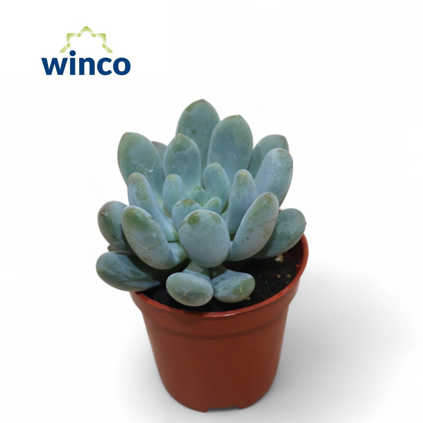 Pachyveria Clavifolia, D 5,5