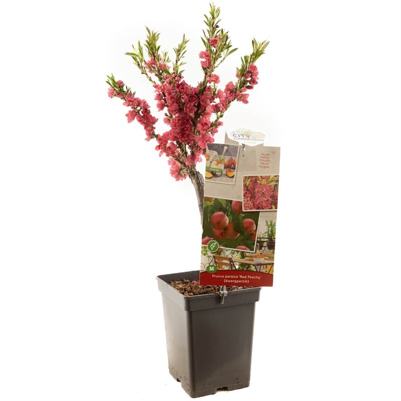 Prunus persica Red Peachy Dwergperzik rode bloesem, D 18