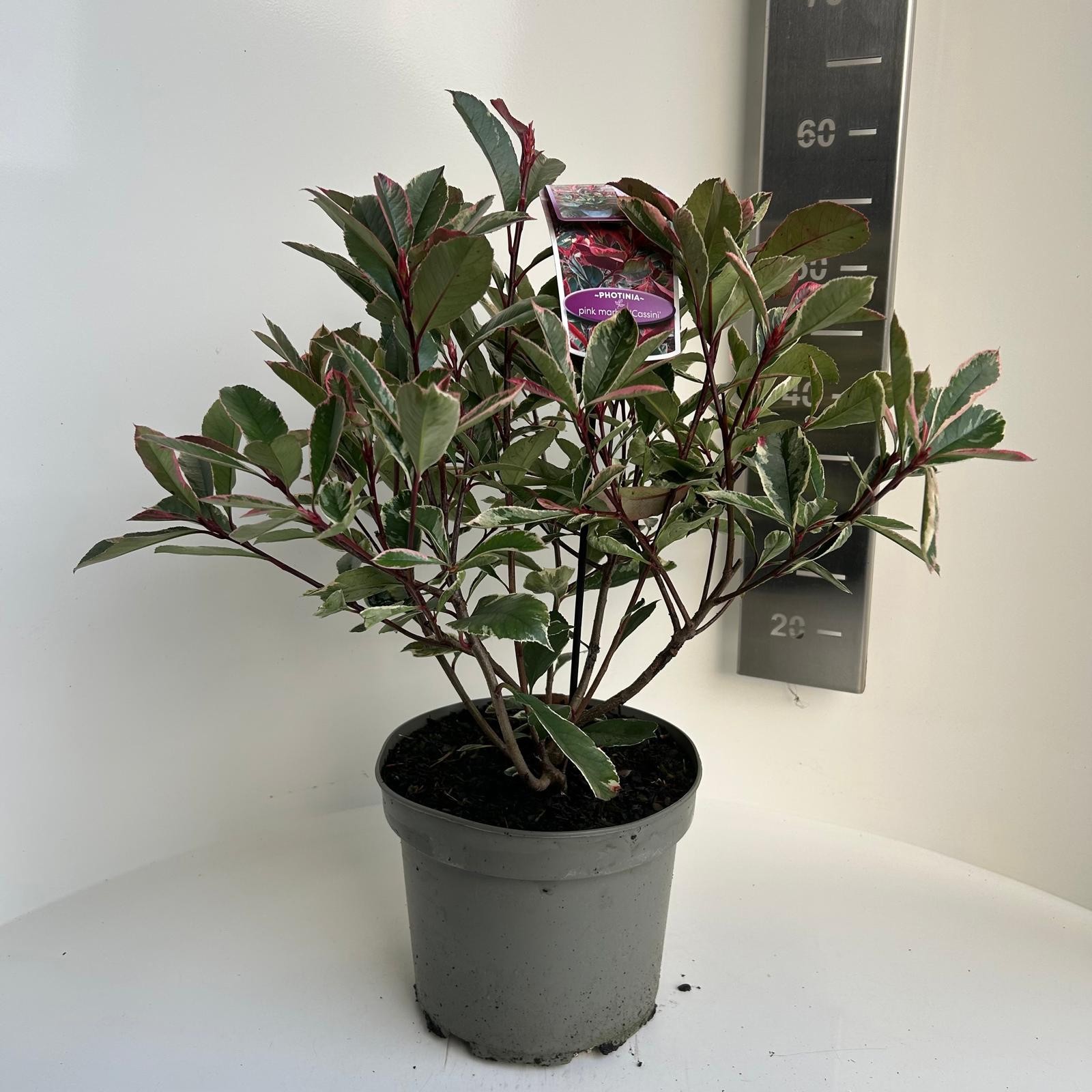 Photinia fras. Pink Marble, D 23