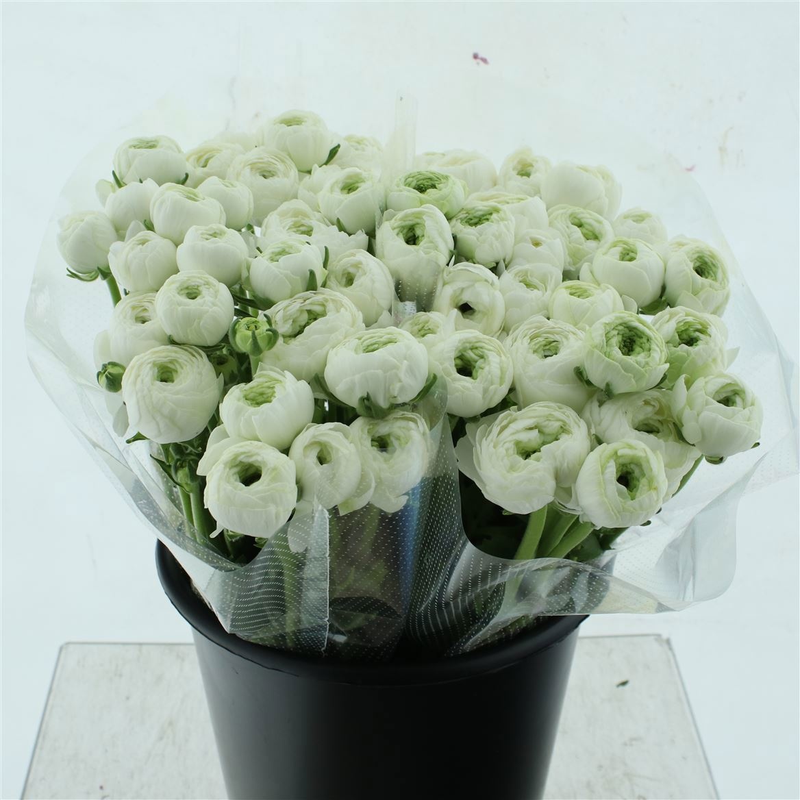 Ранункулус Саксесс Нивео 45, шт.