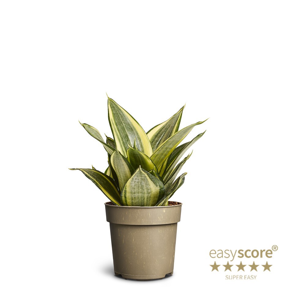 Sansevieria ´Hahnii Golden´, D 11 cm