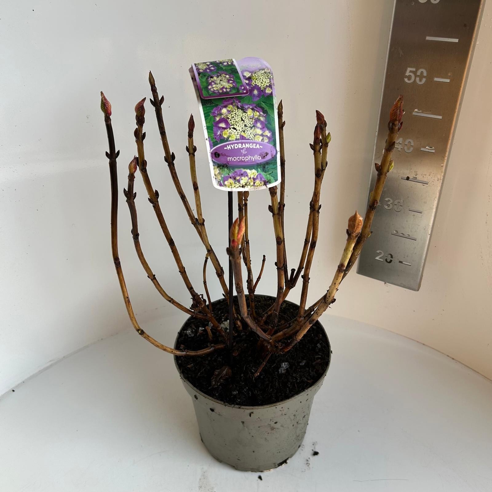 Hydrangea macrophylla Frisbee Purple, D 23