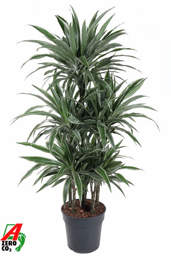 Dracaena Warneckei 90-carrousel, D 31