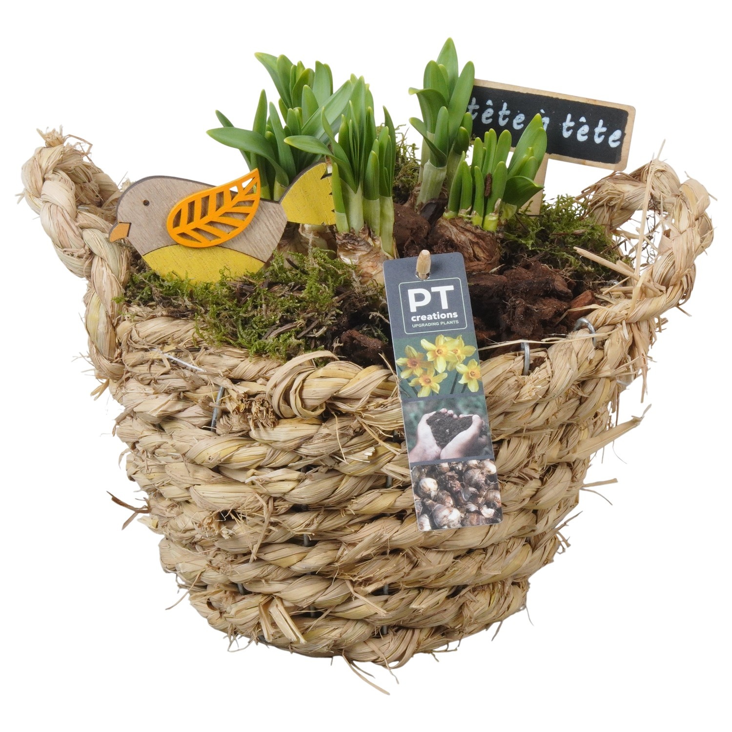 PTN8636 Arrangement Narcissus in rieten mand, D 20