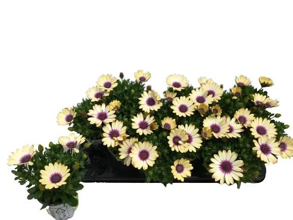 Osteospermum Yellow Blue Centre, D 10,5