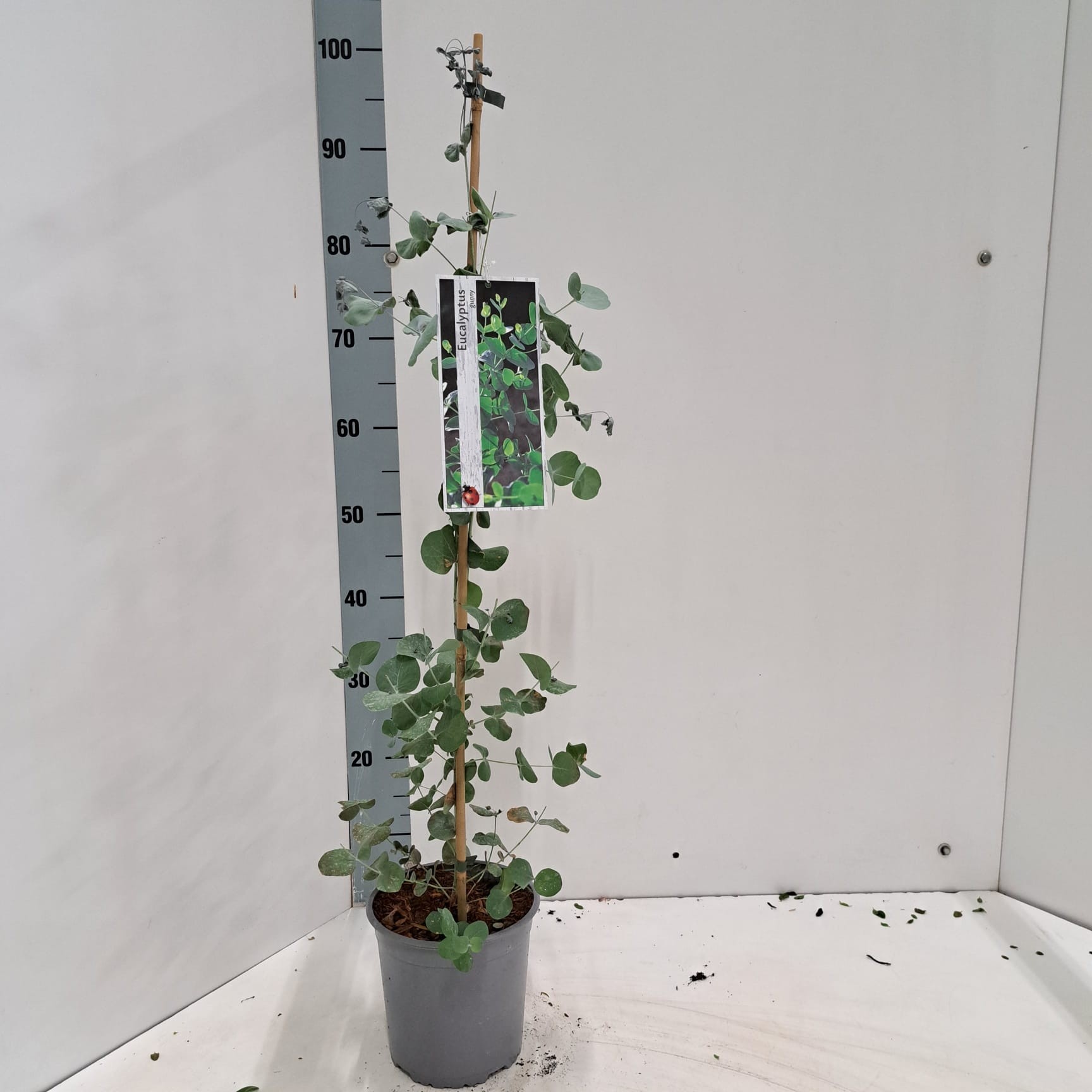 Eucalyptus gunnii, D 17