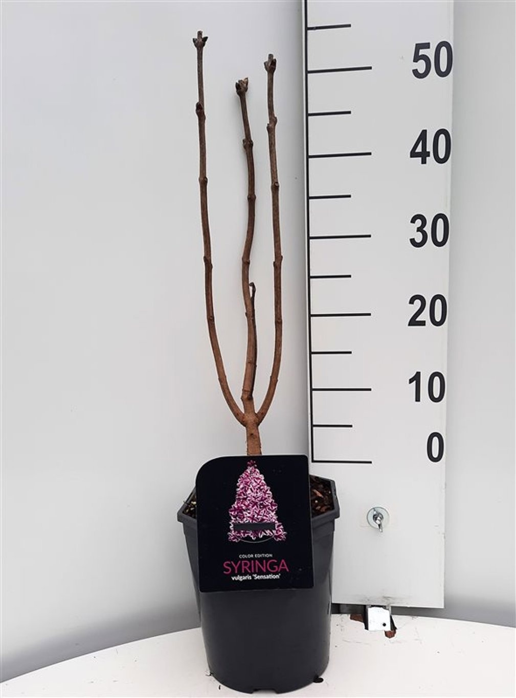 Syringa vulgaris Sensation, D 21