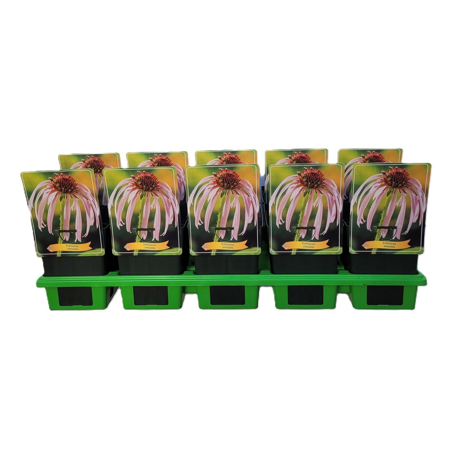 Echinacea Simulata P11, D 11