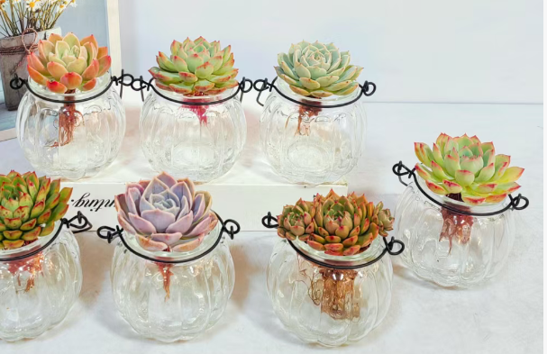 суккулент Микс Плантс кутивиатед бй вотер 8 11