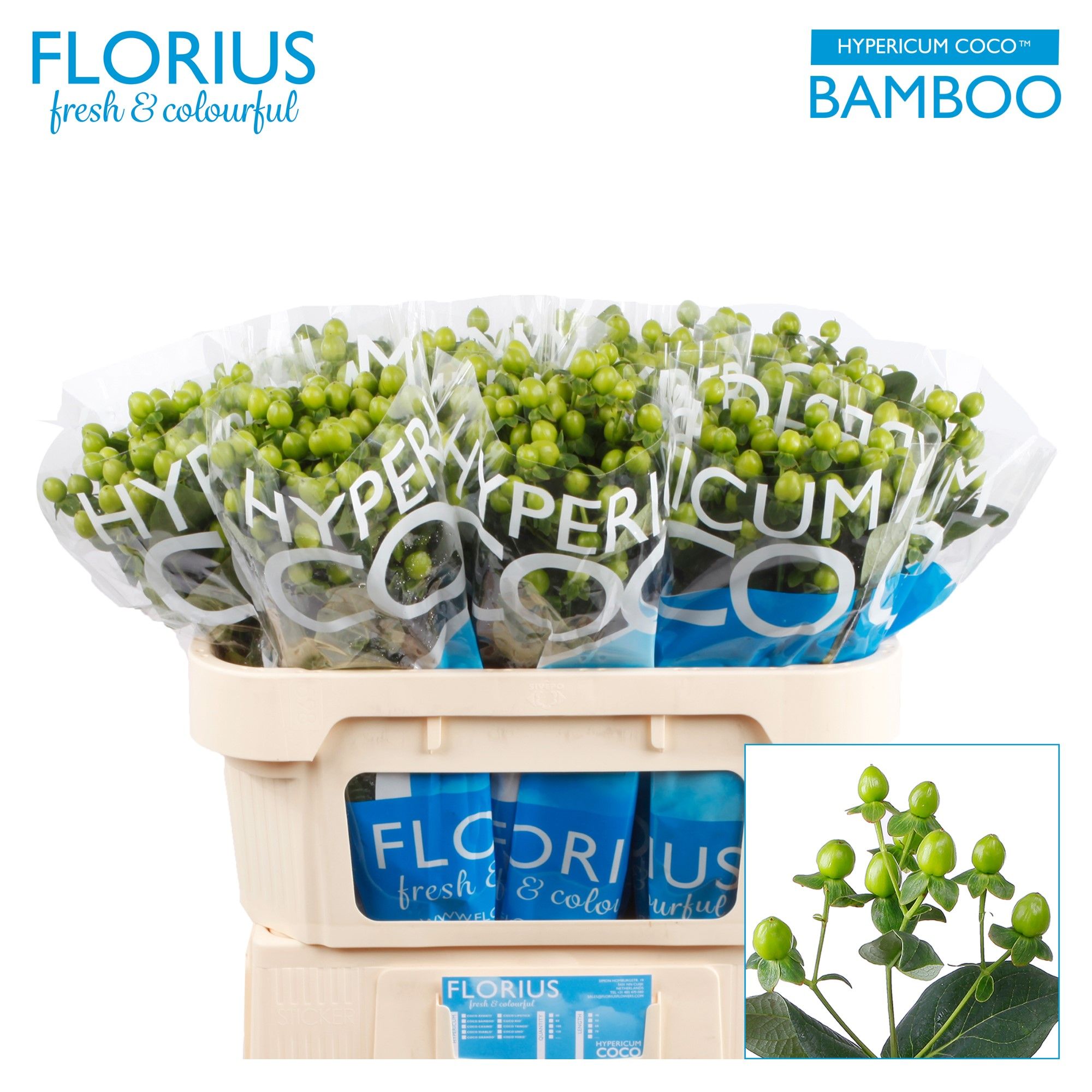 Гипперикум Коко Бамбу 70, шт.