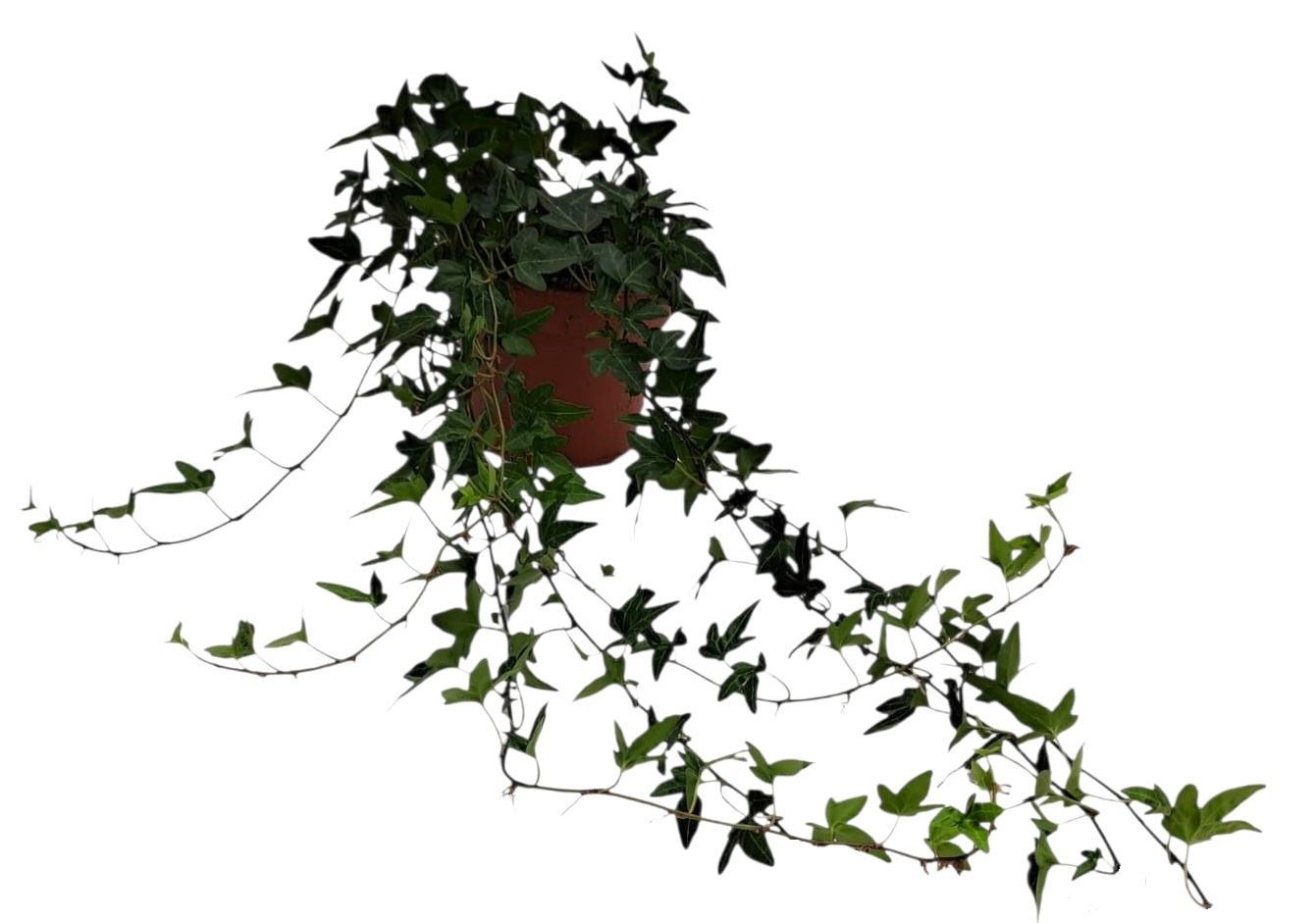 Hedera helix Shamrock - medium long, D 13