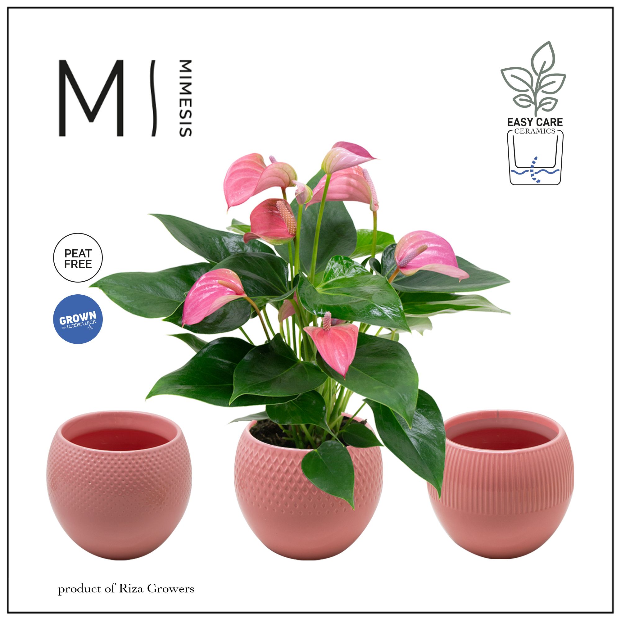 Mimesis Anthurium KARMA Joli - Bolivia Pink, D 12