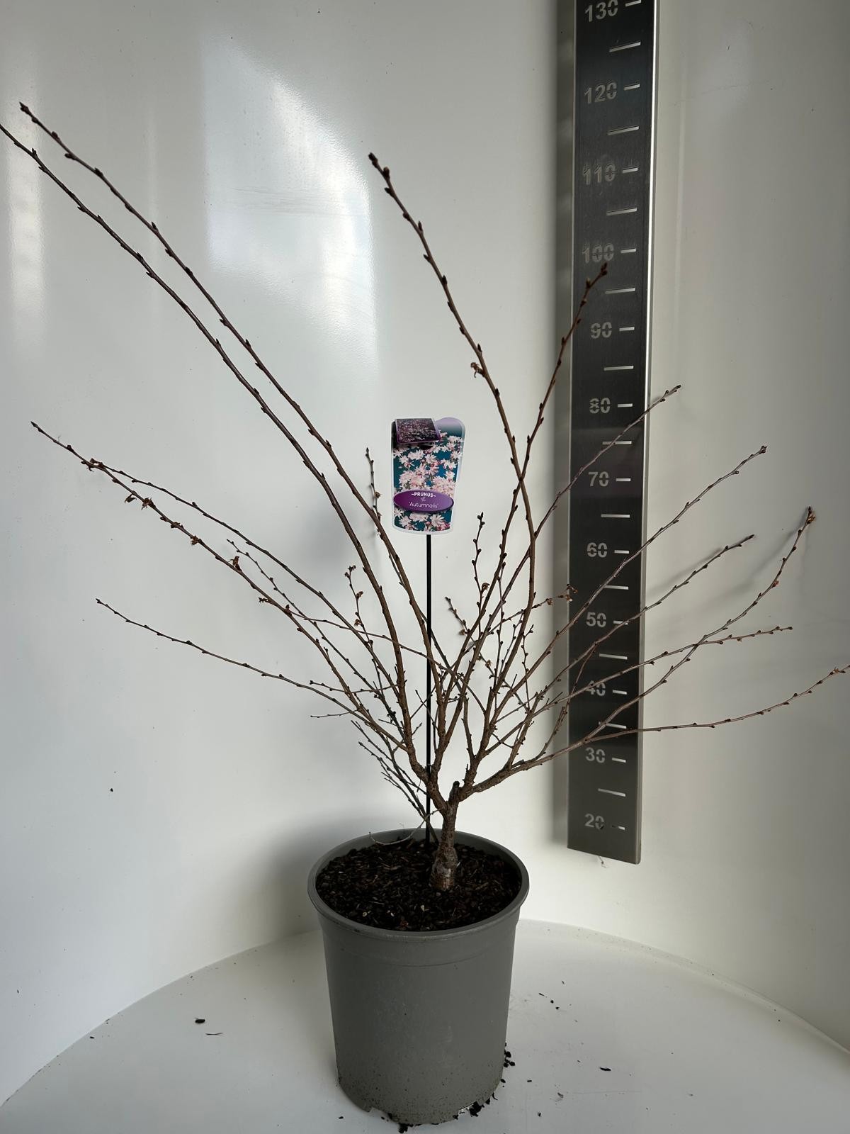 Prunus sub. Autumnalis, D 27