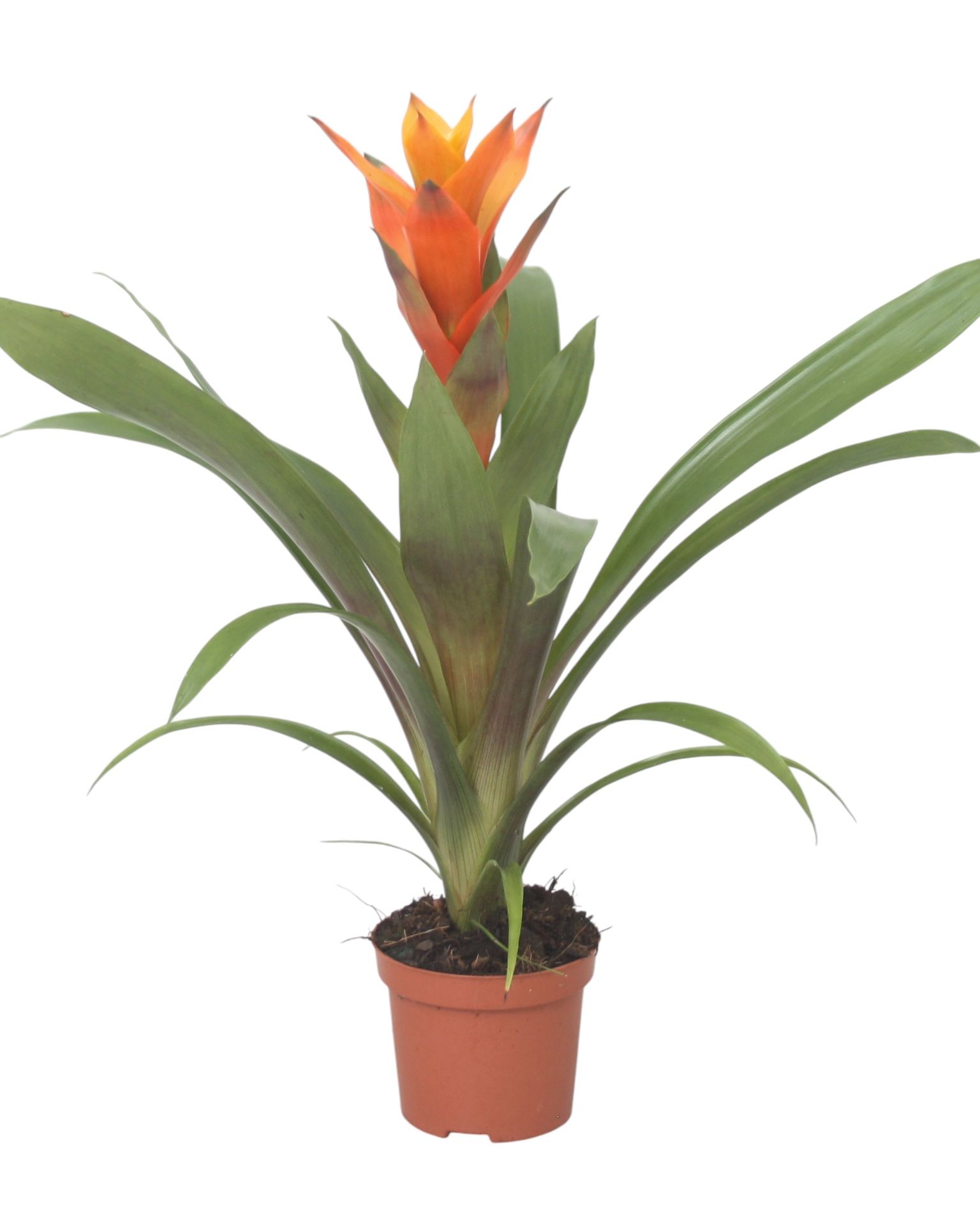 Guzmania Variada, D 9