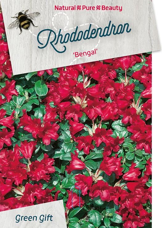 Rhodo. 'Bengal' red, D 37 cm