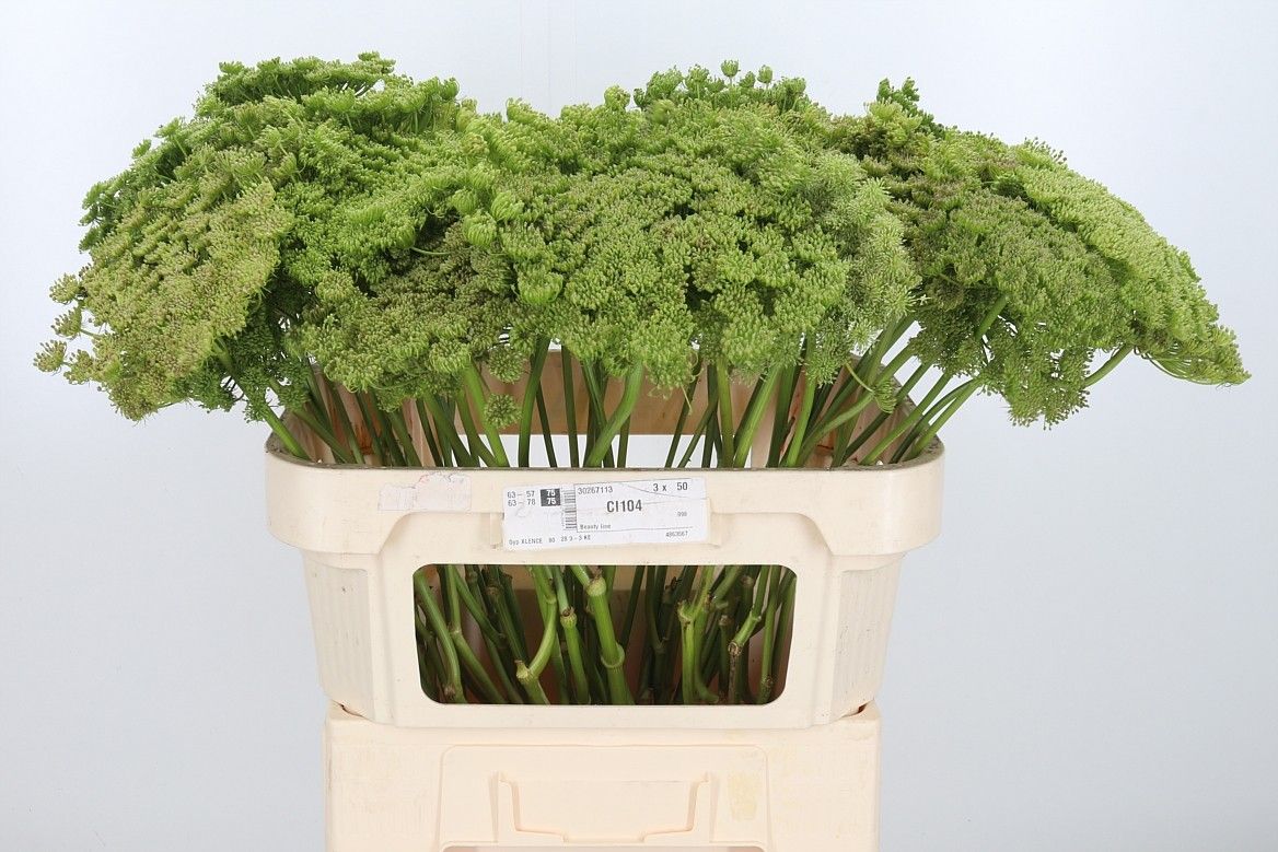 Амми Виснага Грин Мист 80, шт.