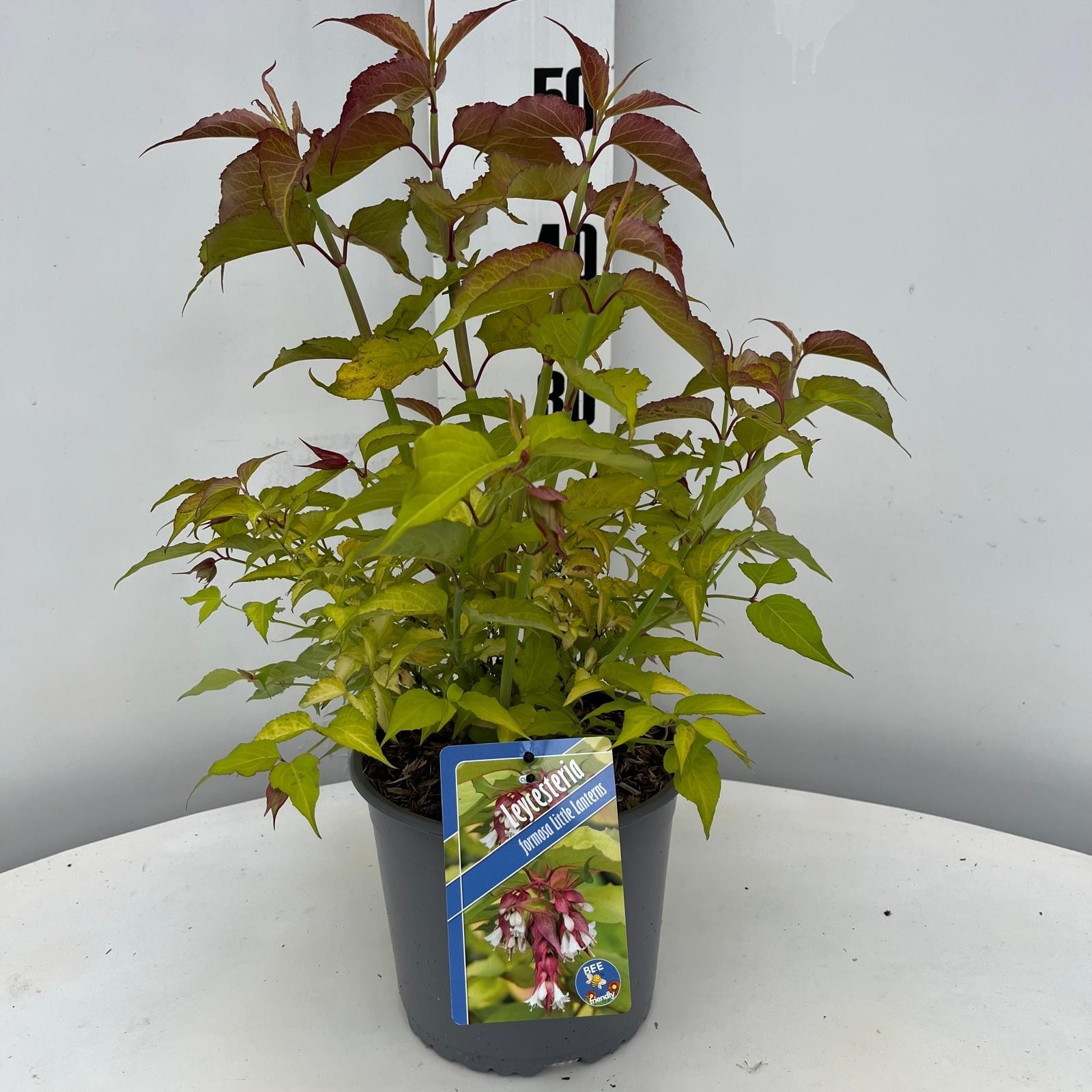 Leycesteria formosa Little Lanterns ('CDC01'PBR), D 19