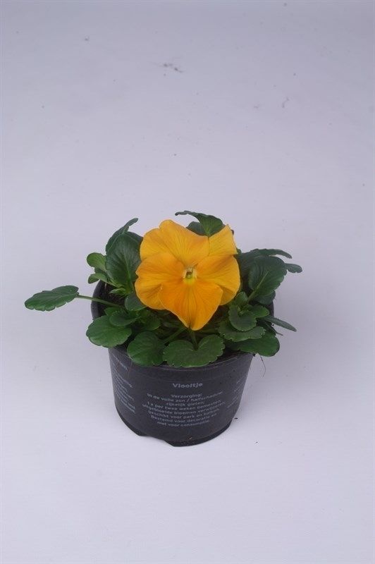 Viola x wittrockiana Alpha F1 Orange, D 9 cm