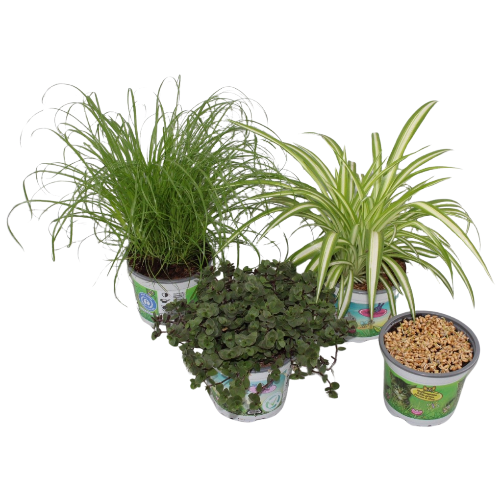 Pet mix 4 soorten bedrukte pot, D 12