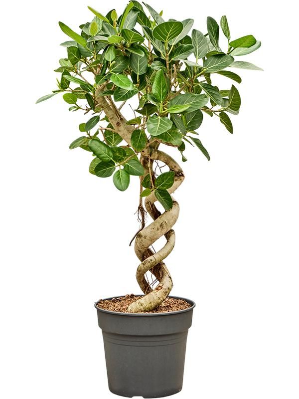 Ficus benghalensis 'Audrey', D 34