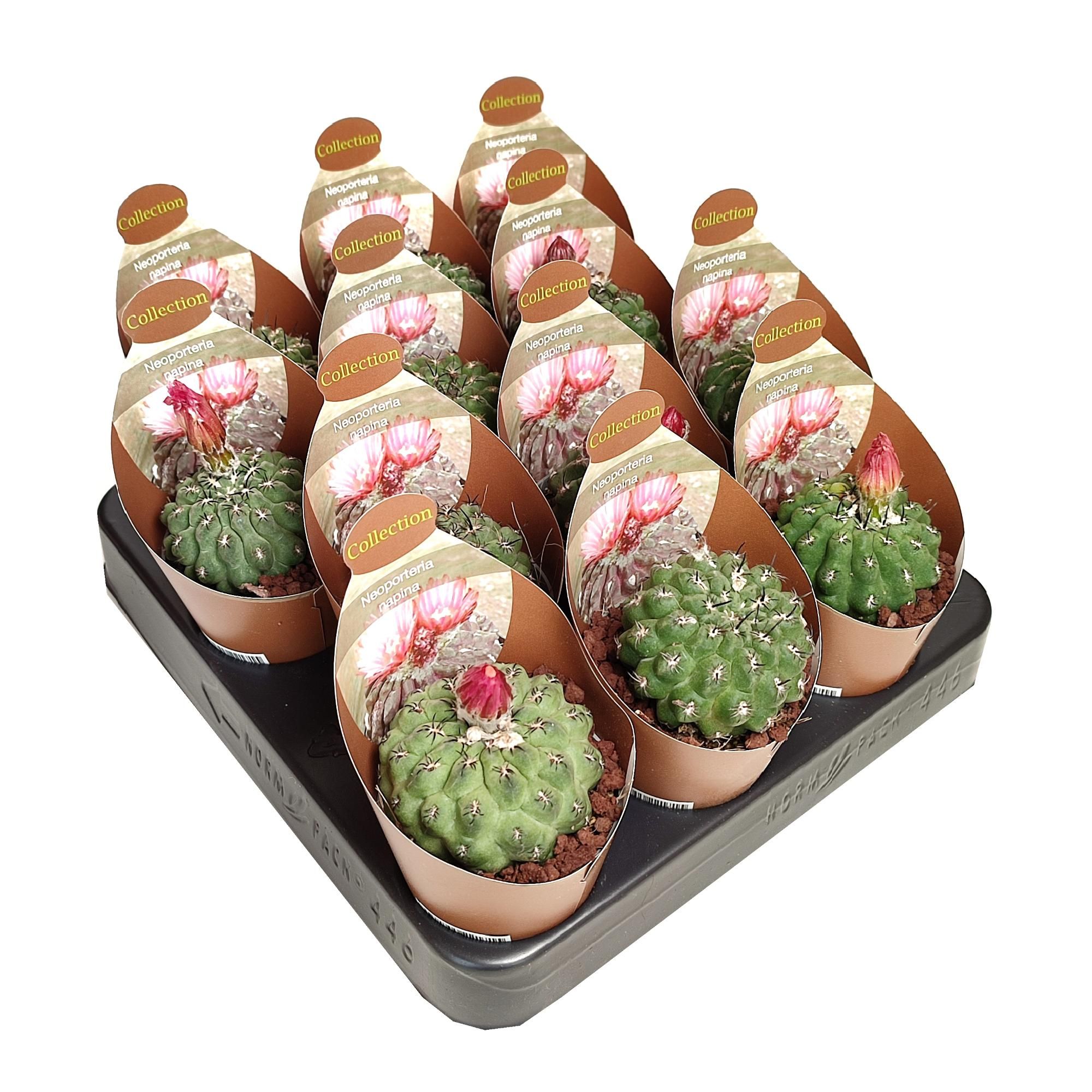 NEOPORTERIA NAPINA - POT Ø 6,5 - COLLECTION WITH POTCOVER (CACTUS), D 6,5