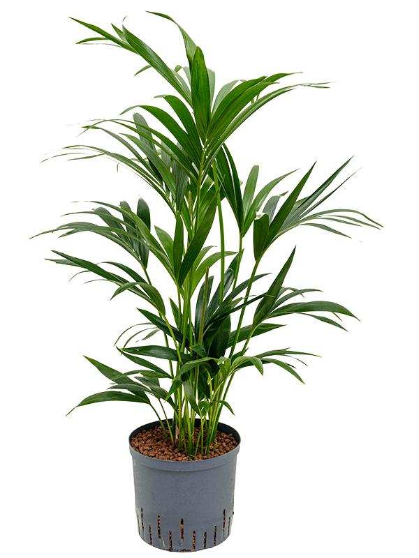 Kentia (Howea) forsteriana, D 22