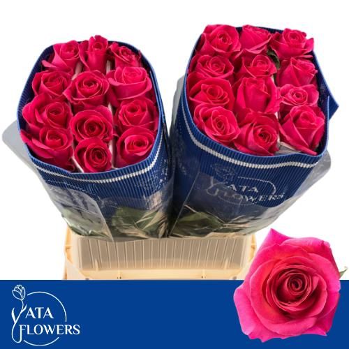 Роза од. Пинк Флойд 70, шт.