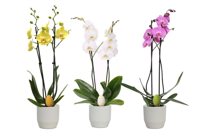 Tirza p12 vanille mix Phal mix 2T14+, D 12