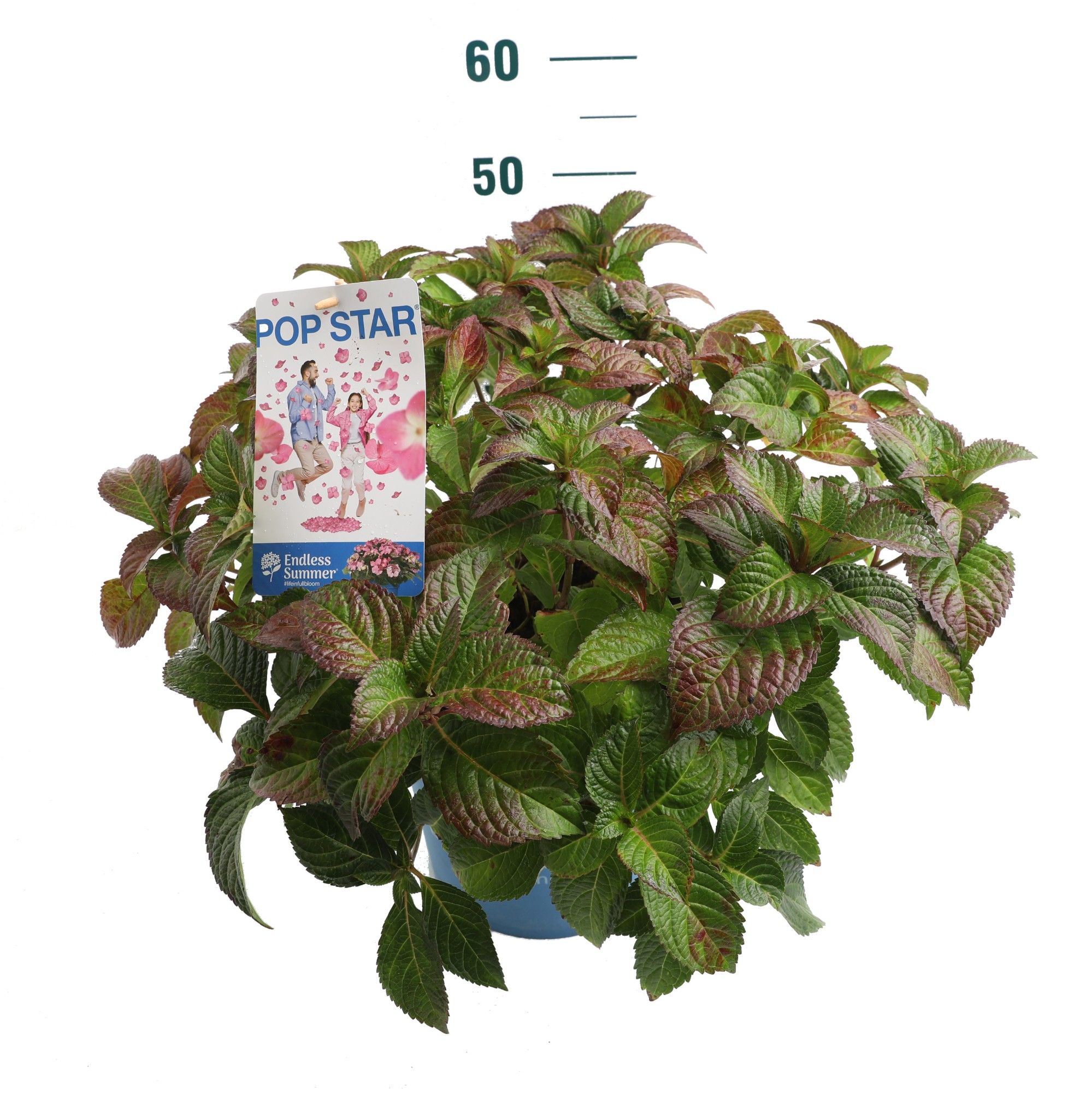 Hydrangea 'Pop Star' Pink - P27 - Endless Summer, D 27 cm