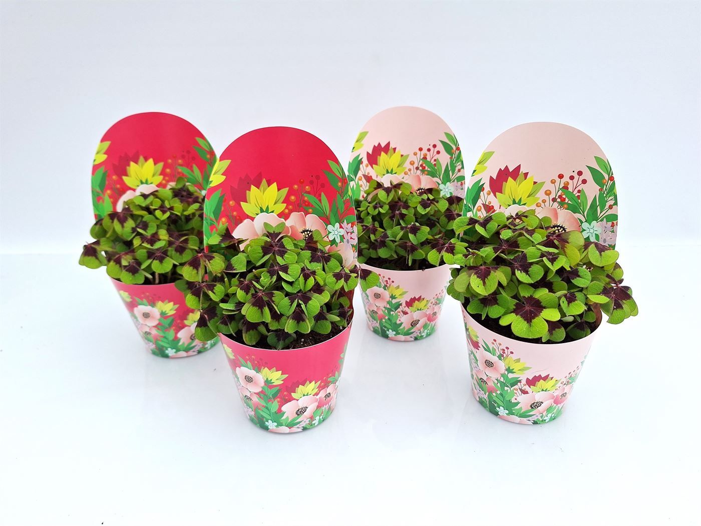 Oxalis deppei Geluk Blossom, D 9