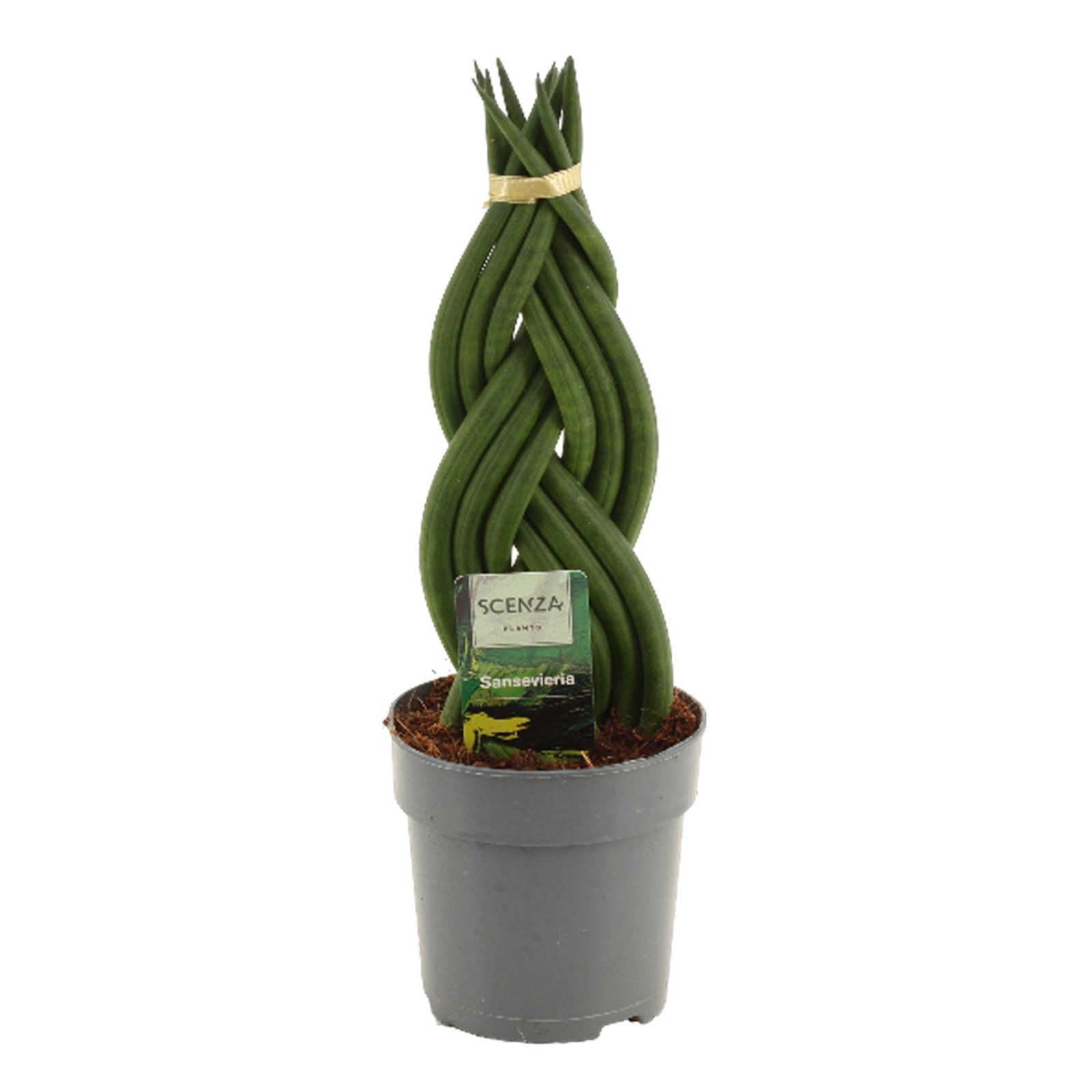 Sansevieria Cylindrica 12 cm Braid, D 12