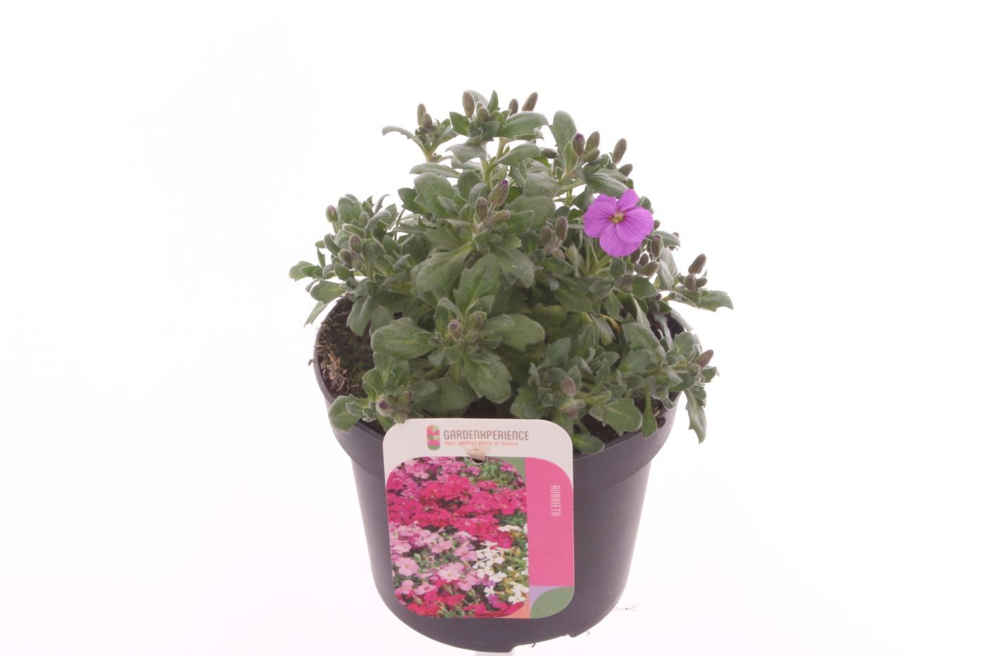 Aubrieta Axcent Antique Rose, D 13