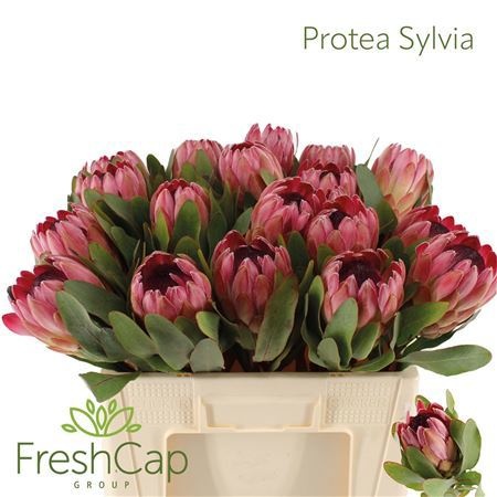Протея Сильвия 50, шт.