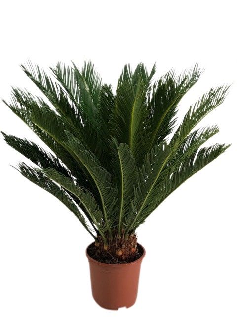 Cycas revolta 16+ blad, D 19