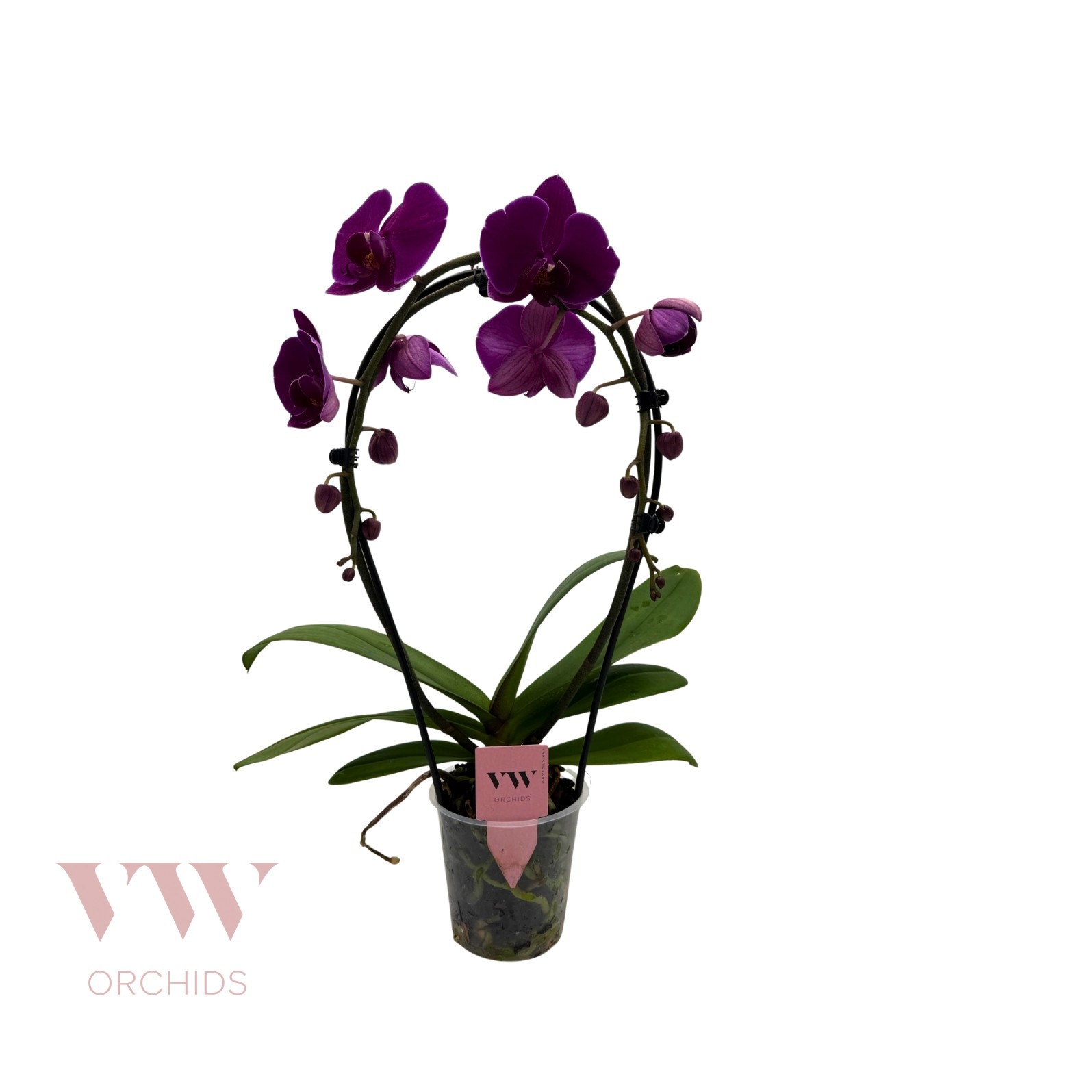 Phalaenopsis Spiegelboog Paars, D 12