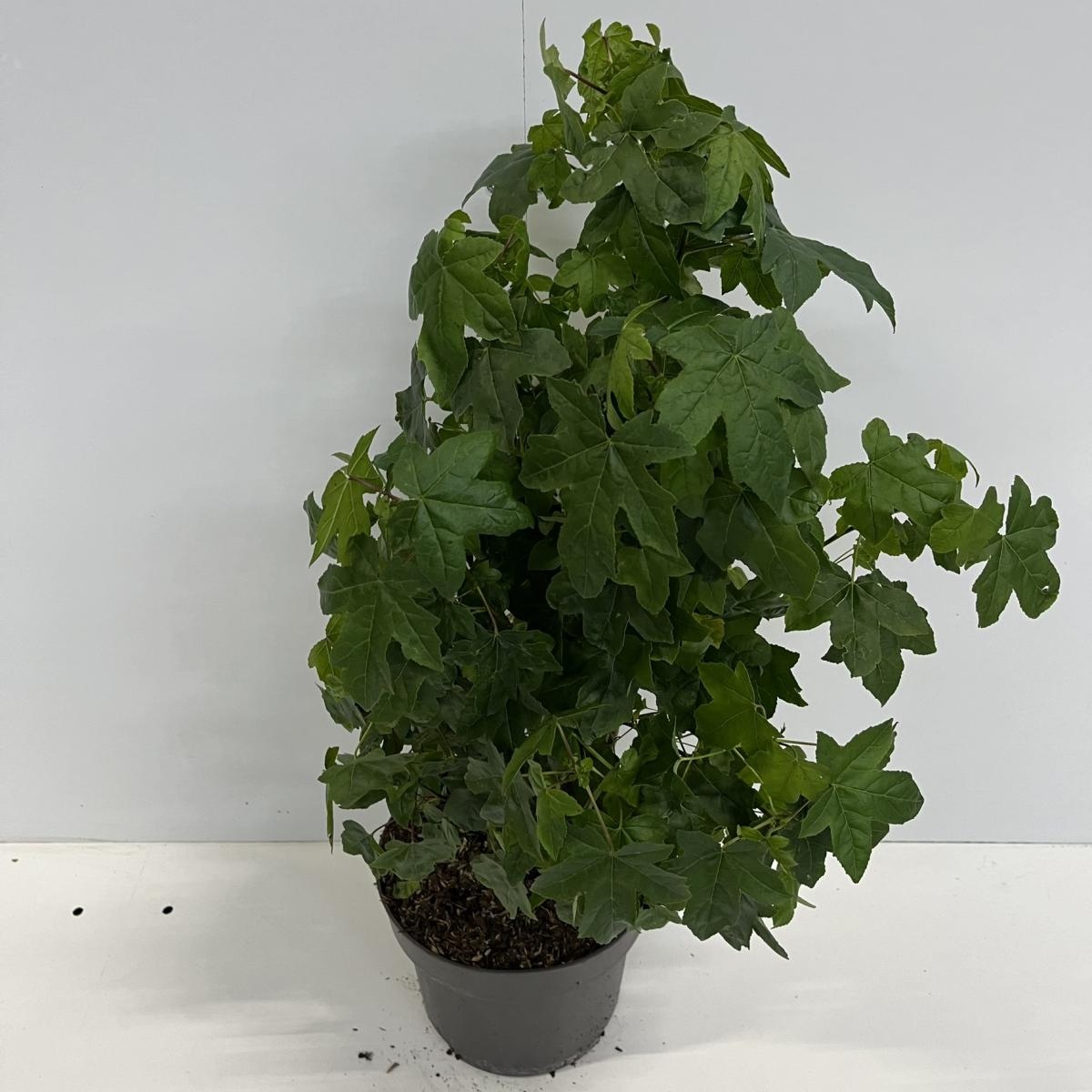 Liquidambar styraciflua, D 31 cm