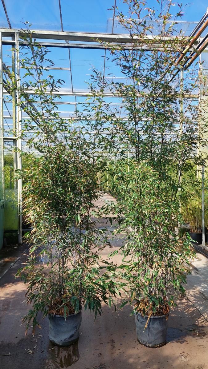 Phyllostachys nigra, D 38