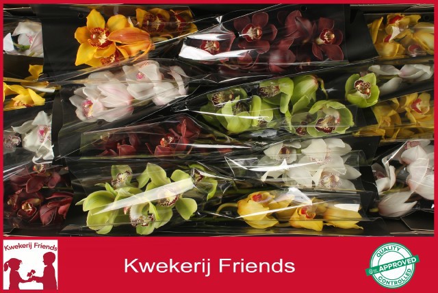 Цимбидиум Микс x16 40, шт.