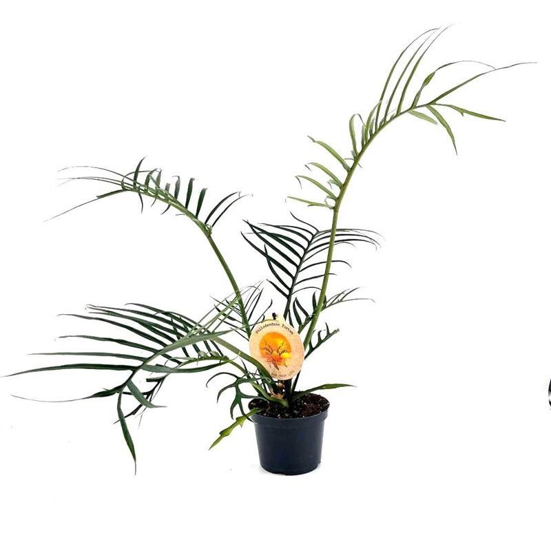 PHILODENDRON BIPINNATIFIDUM 'Tortum', D 12 cm